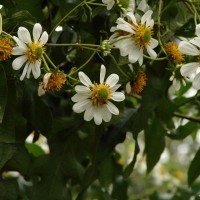 Montanoa grandiflora Hemsl.